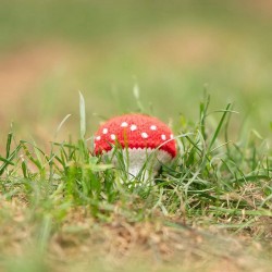 Champignon d'Halloween en...